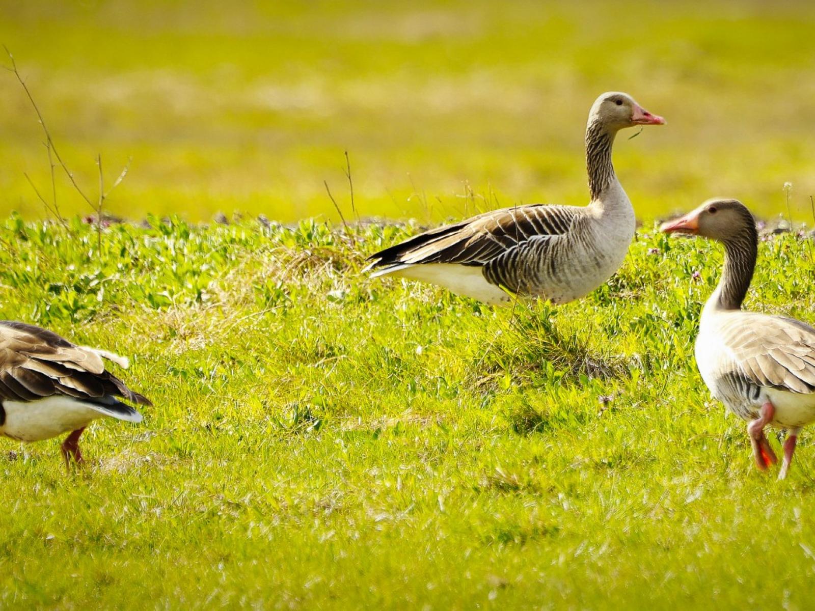 Graugänse im Nationalpark Neusiedler See - Seewinkel