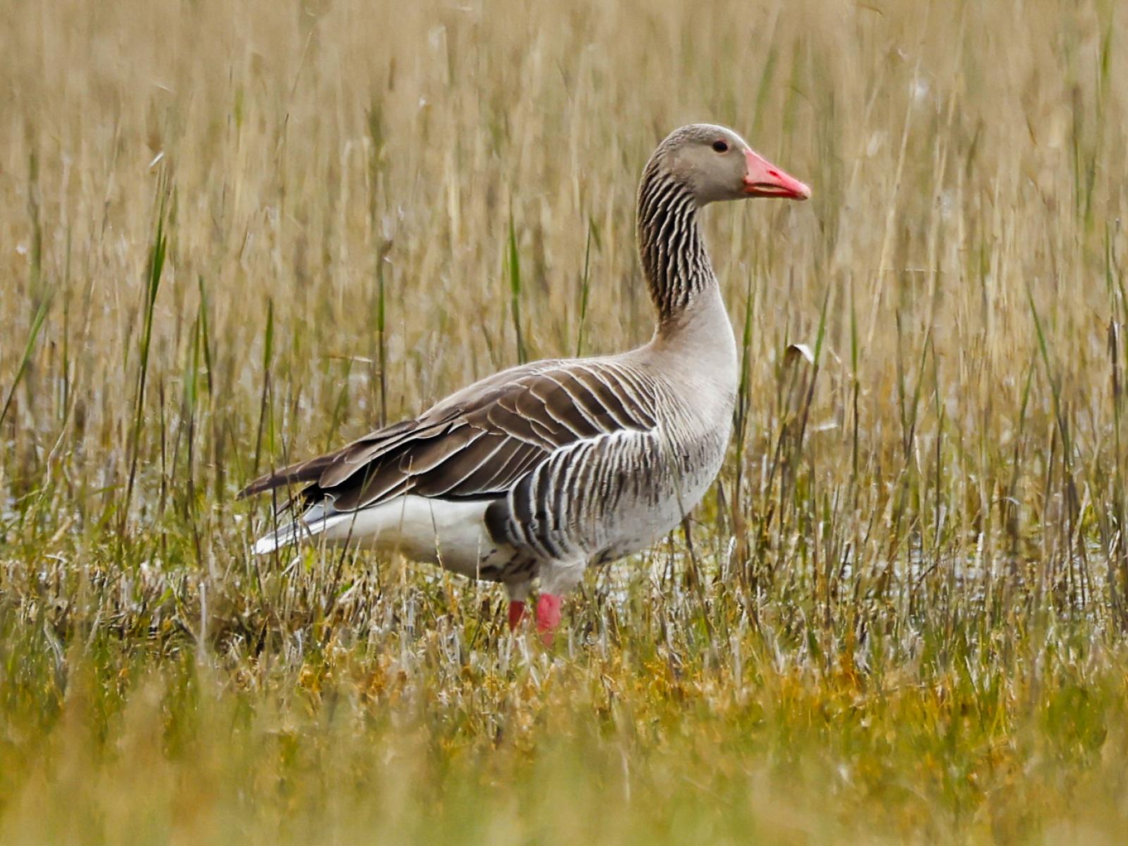 Graugans im Seewinkel