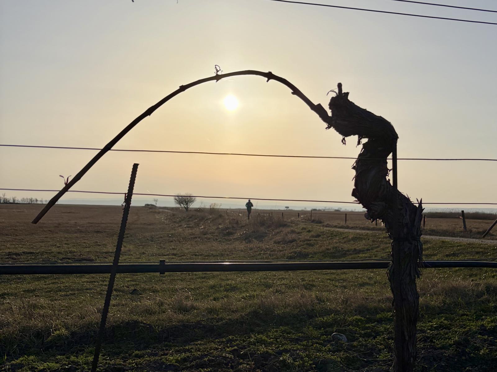 Zwischen Sonne, Wind und ganz viel Gefühl beginnt ein neues Weinjahr ...