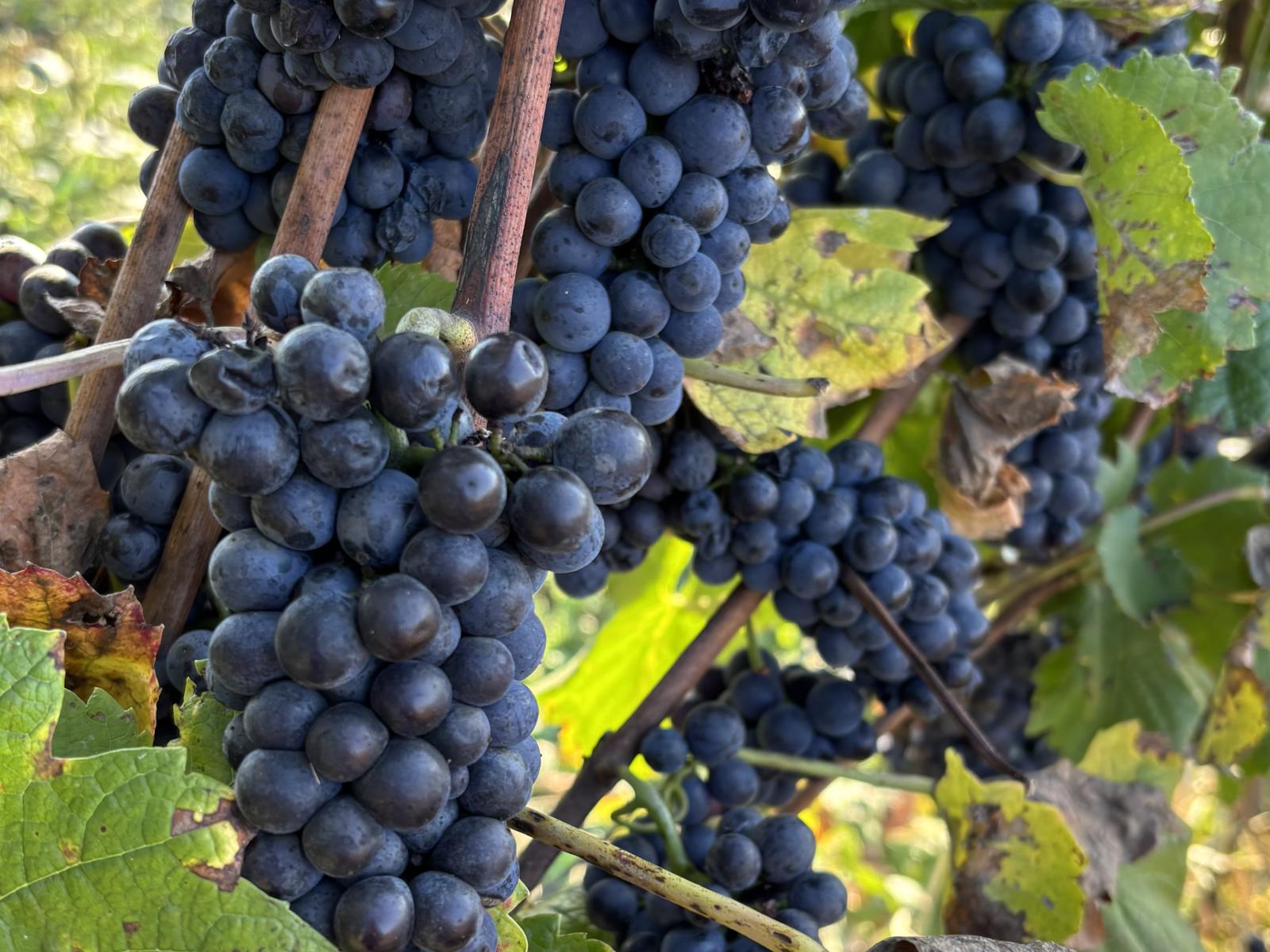 Ein ganzer Sommer in jeder reifen Traube – der Anfang besonderer Weine.