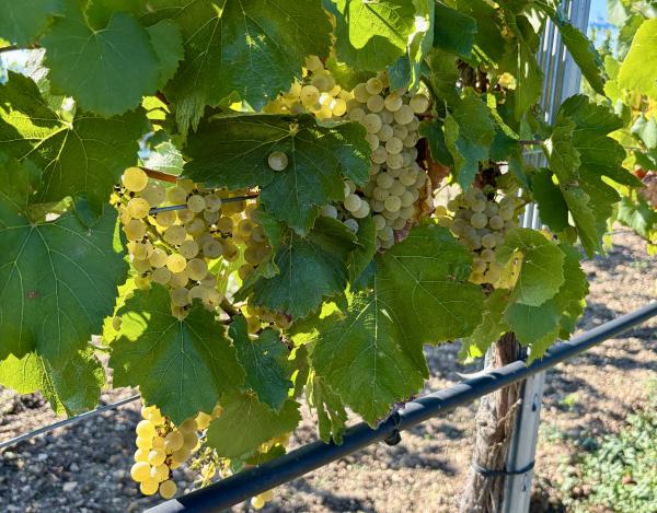 Chardonnay-Trauben September 2026