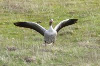 Graugans im Anflug