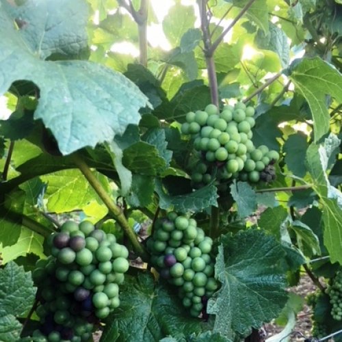 Blauer Burgunder Juli 2018 Blauer Burgunder Juli 2018