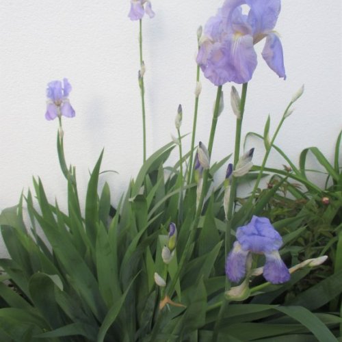 Unsere wunderschönen, violetten Lilien