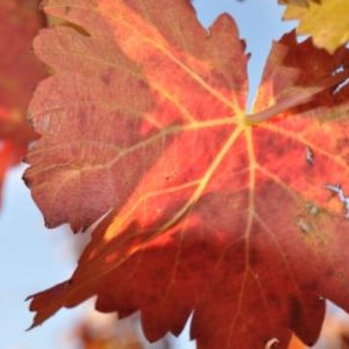 Herbstlaub Herbstlaub