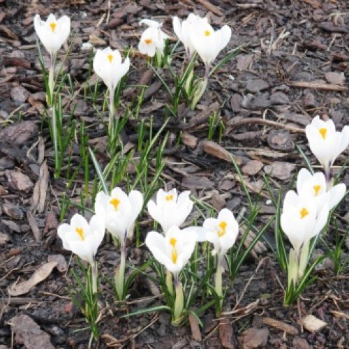 Krokus im Garten - endlich Frühling!