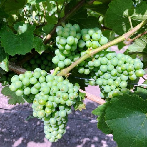 Der Wein reift Der Wein reift