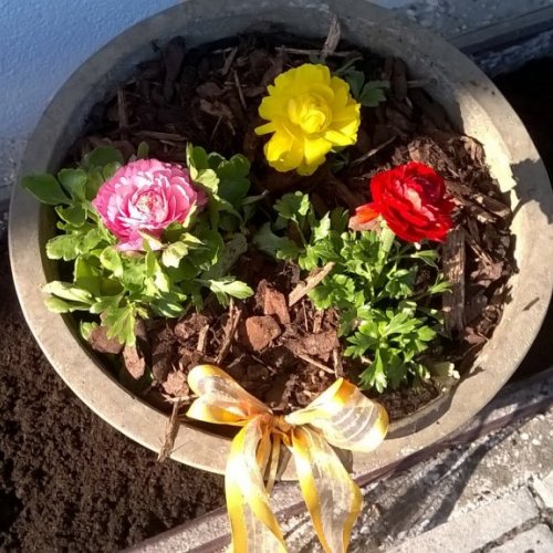 Frühlingsblumen - herrlich! Frühlingsblumen - herrlich!