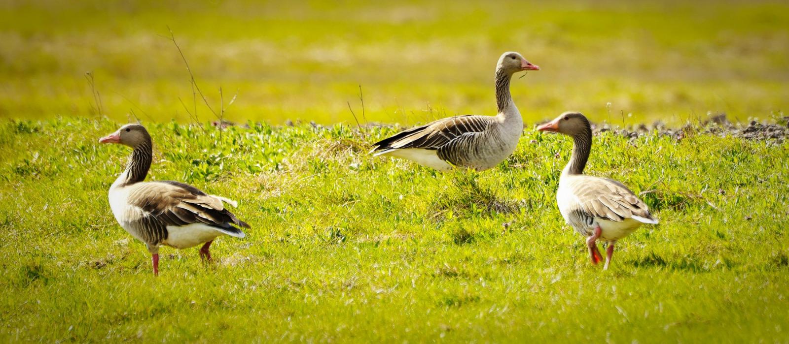 Graugänse im Nationalpark Neusiedler See - Seewinkel